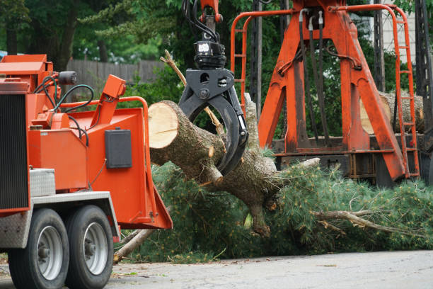 Best Lawn Renovation and Restoration  in East Renton Highlands, WA